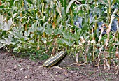 CUCURBITA PEPO, MARROW GROWING IN AN ALLOTMENT