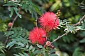 CALLIANDRA HAEMATOCEPHALA