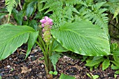 CURCUMA CORDATA