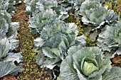 ROWS OF CABBAGES WITH WEEDS