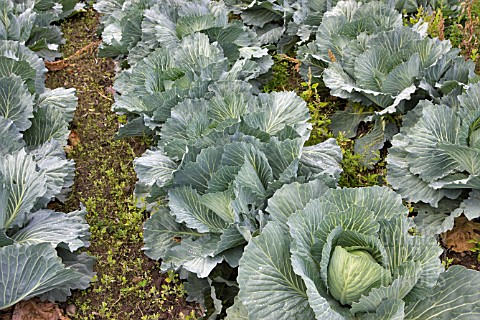 ROWS_OF_CABBAGES_WITH_WEEDS
