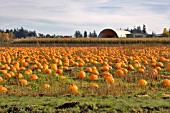 FIELD OF PUMPKINS READY FOR HARVEST