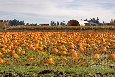 FIELD_OF_PUMPKINS_READY_FOR_HARVEST
