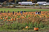 FIELD OF U-PICK PUMPKINS