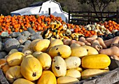 LARGE DISPLAY OF PUMPKINS, SQUASHES AND GOURDS