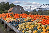 LARGE DISPLAY OF PUMPKINS, SQUASHES, GOURDS, AND MARROWS