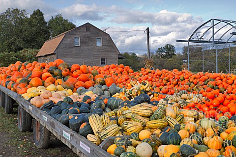 LARGE_DISPLAY_OF_PUMPKINS_SQUASHES_GOURDS_AND_MARROWS