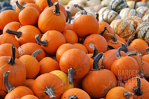 WEE_BEE_LITTLE_PUMPKINS