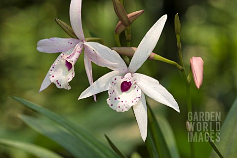 ORCHID_DENDROBIUM