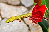 ANTHURIUM SPADIX WITH DEVELOPING BERRIES