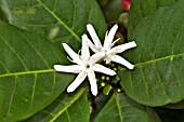 COFFEA LIBERICA FLOWERS