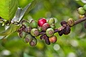 COFFEA LIBERICA BERRIES