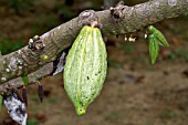 THEOBROMA CACAO, UNRIPE FRUIT POD