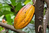 THEOBROMA CACAO, RIPE POD