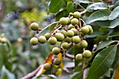 UNRIPE FRUIT OF DIMOCARPUS LONGAN VAR MALESIANUS