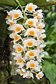 DENDROBIUM FARMERI