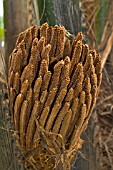 FLOWER OF ELAEIS OLEIFERA