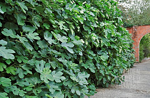 FICUS_CARICA_GROWING_AS_A_HEDGE