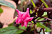 HIBISCUS SABFARIFFA FLOWER