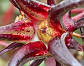 HIBISCUS SABDARIFFA, CLOSEUP OF CALYX WITH SEED