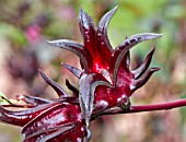 HIBISCUS SABDARIFFA