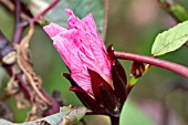 HIBISCUS SABDARIFFA, FLOWER BUD