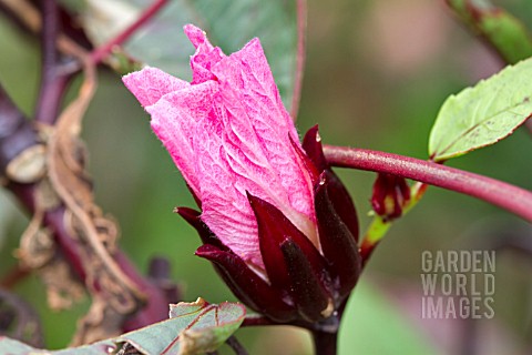 HIBISCUS_SABDARIFFA_FLOWER_BUD