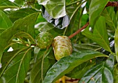 MORINDA CITRIFOLIA