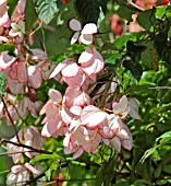 MUSSAENDA PHILIPPICA QUEEN SIRIKIT