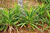 PANDANUS AMARYLLIFOLIUS ROXB