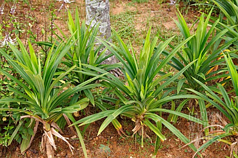 PANDANUS_AMARYLLIFOLIUS_ROXB