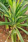 PANDANUS AMARYLLIFOLIUS ROXB