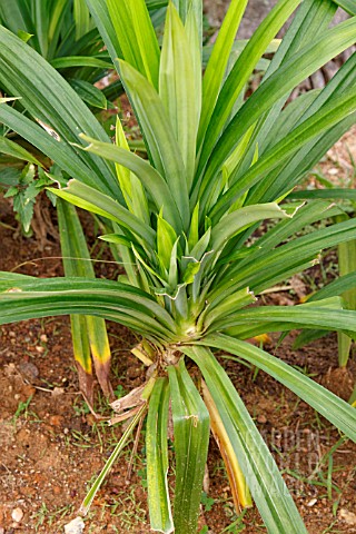 PANDANUS_AMARYLLIFOLIUS_ROXB