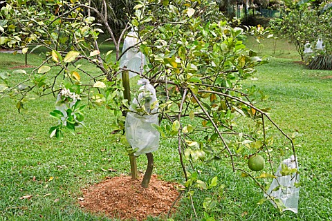 CITRUS_MAXIMA_TREE_WITH_PLASTIC_BAGS_PROTECTING_FRUIT