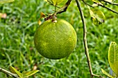 CITRUS MAXIMA FRUIT ON TREE