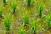 ORYZA SATIVA INDICA, RICE PLANTS