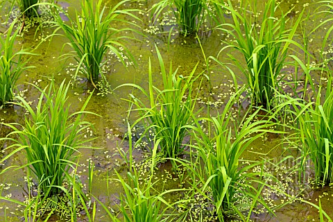 ORYZA_SATIVA_INDICA_RICE_PLANTS