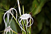 HYMENOCALLIS