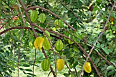 AVERRHOA CARAMBOLA