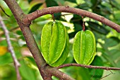 AVERRHOA CARAMBOLA