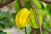 AVERRHOA CARAMBOLA