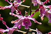 DENDROBIUM MARGARET THATCHER