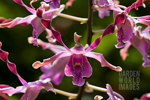 DENDROBIUM_MARGARET_THATCHER