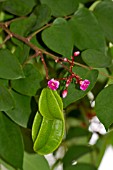 AVERRHOA CARAMBOLA, FLOWERS AND UNRIPE FRUIT