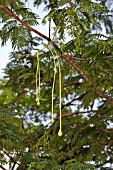 PARKIA SPECIOSA TREE WITH FLOWER BUDS