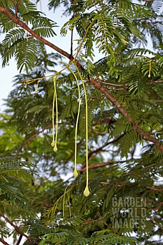 PARKIA_SPECIOSA_TREE_WITH_FLOWER_BUDS