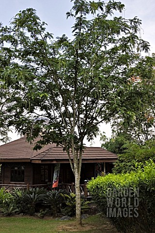 PARKIA_SPECIOSA_TREE