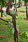 THEOBROMA CACAO