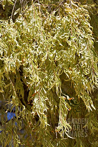 AGONIS_FLEXUOSA