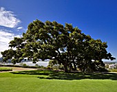 TOONA CILIATA, KINGS PARK, PERTH, WESTERN AUSTRALIA